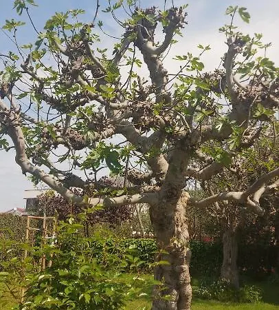 Olive Tree Apartman *