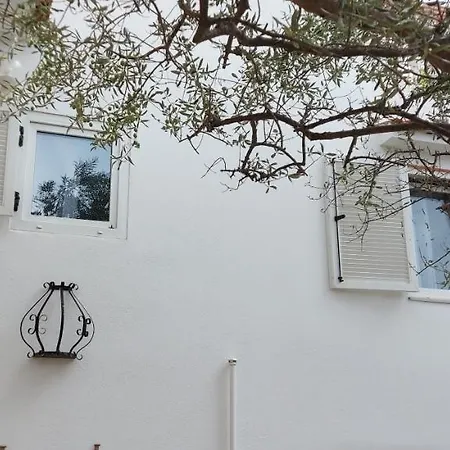 Olive Tree * Zadar