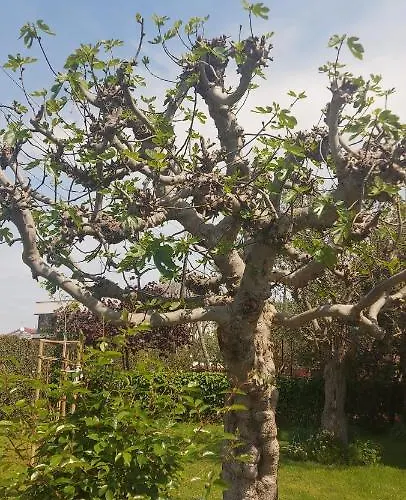 Olive Tree Apartamento *